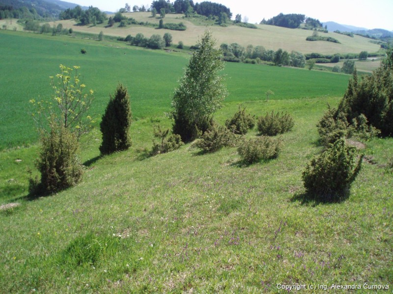 Roztroušené keře jalovce