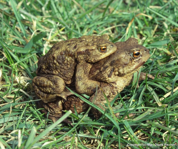 Ropucha obecná