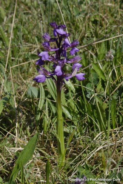 Vstavač kukačka